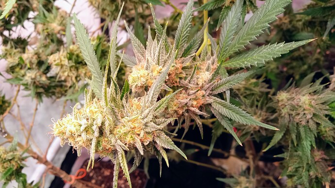 Growreport Bild 28