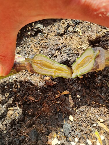 Growreport Bild 4