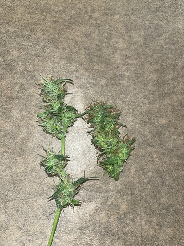 Growreport Bild 1