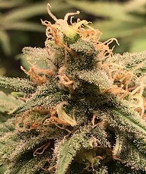 trainwreck_bt48_bud