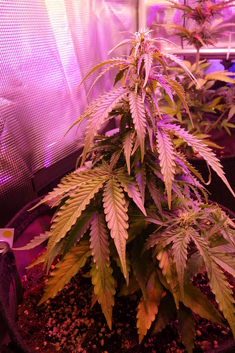 Growreport Bild 43