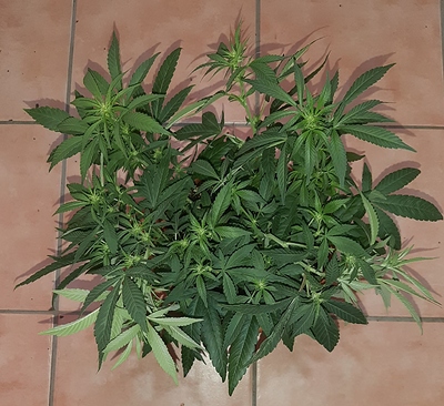 Growreport Bild 5
