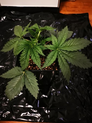 Growreport Bild 15
