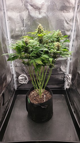 Growreport Bild 5