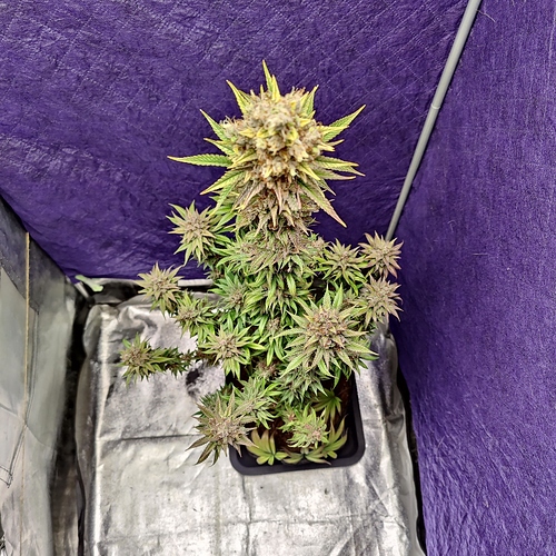 Growreport Bild 31
