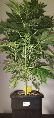 Growreport Bild 7