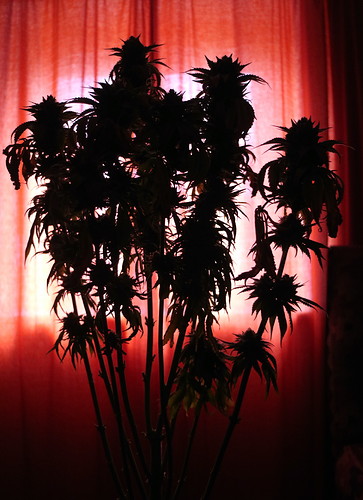 Growreport Bild 1