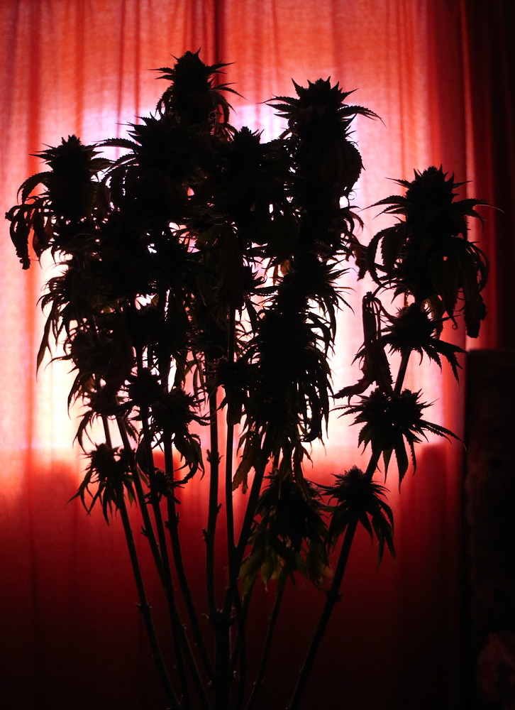 3. Altherren-Grow: 3 x Hindu Kush mit Greenception