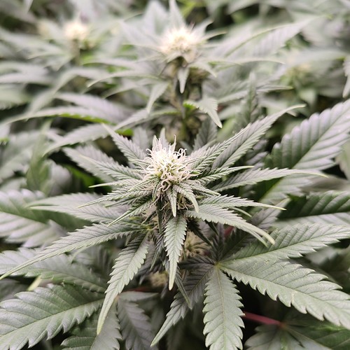 Growreport Bild 5