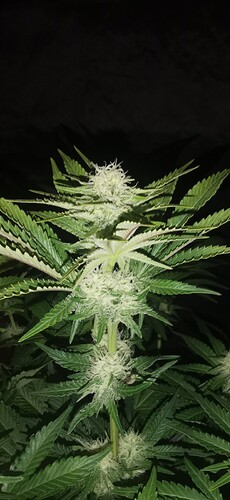Growreport Bild 20
