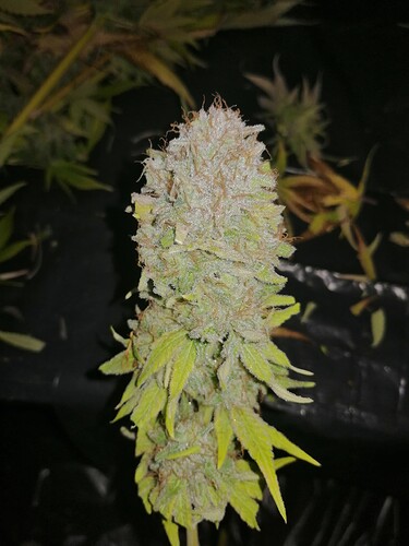 Growreport Bild 1