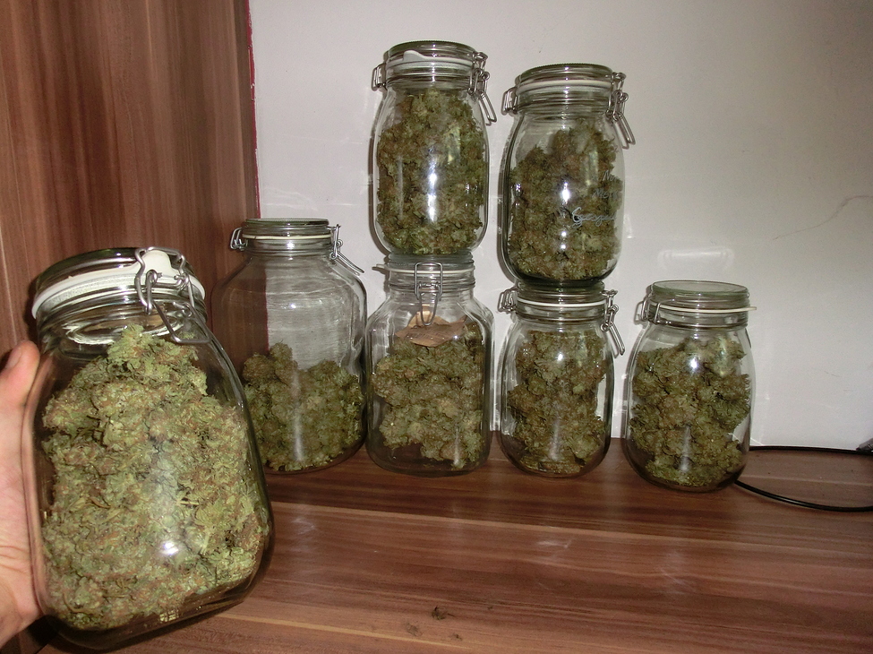 Future #1 von Anesia Seeds