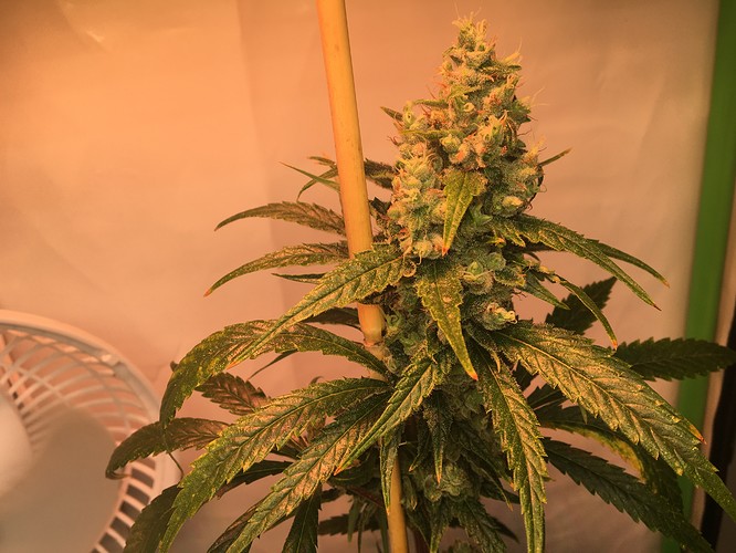 Growreport Bild 5