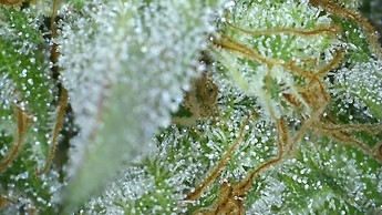 Growreport Bild 21