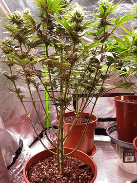 Growreport Bild 15