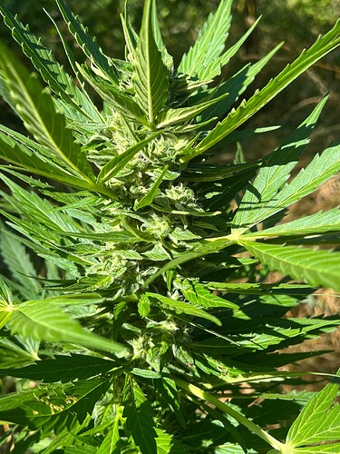 Growreport Bild 12