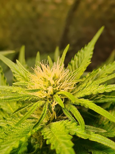 Nahaufnahme einer Cannabisblüte in der Blütephase, mit vielen weißen Stempeln und beginnenden Trichomen.