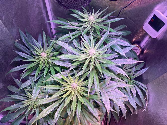 Growreport Bild 7