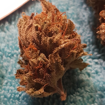 Growreport Bild 51