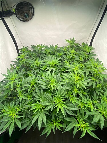 Growreport Bild 2