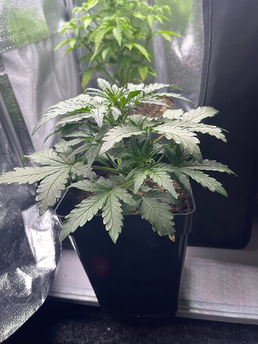 Growreport Bild 13