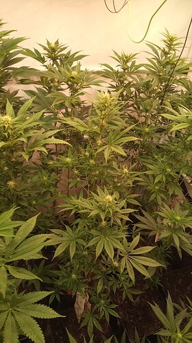 Growreport Bild 84