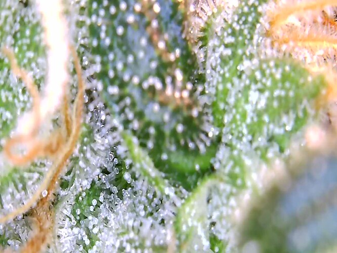 Growreport Bild 1