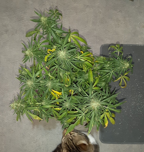 Growreport Bild 2