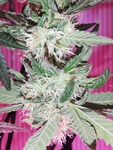 Growreport Bild 9