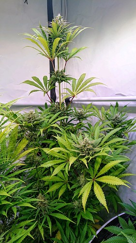 Growreport Bild 16