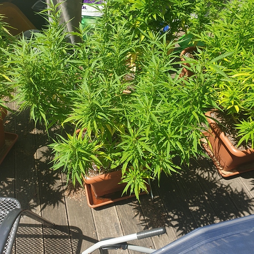 15938584436734106497200067829882