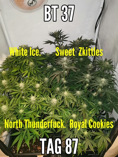 Growreport Bild 1