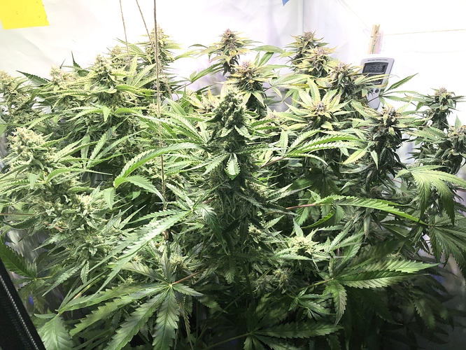 Growreport Bild 1