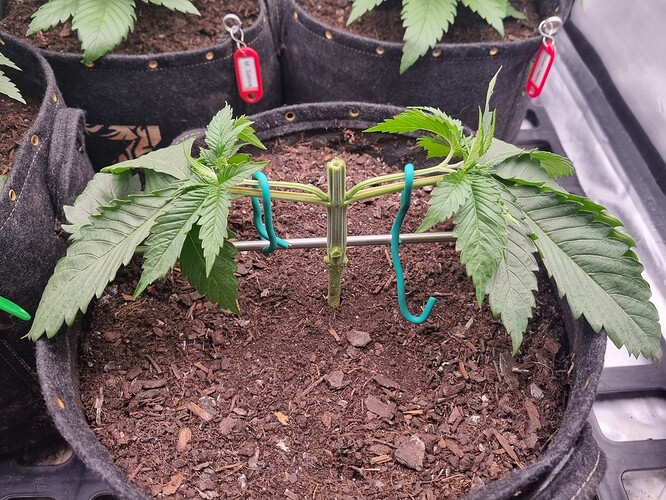 Growreport Bild 7