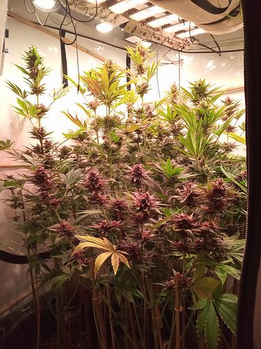 Growreport Bild 15