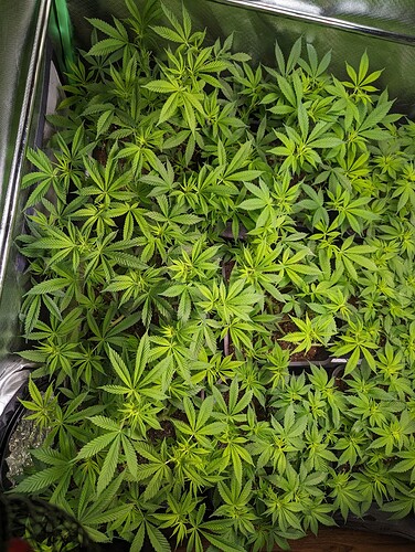 Growreport Bild 2
