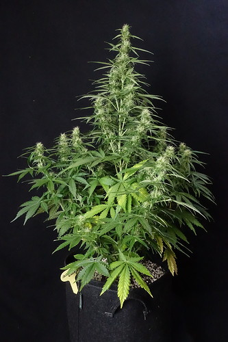 Growreport Bild 19