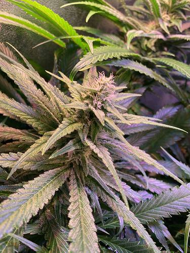Growreport Bild 4