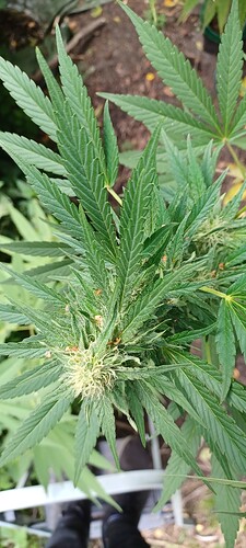 Growreport Bild 6