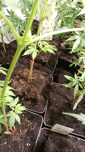 Growreport Bild 30