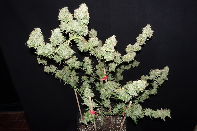 Growreport Bild 2