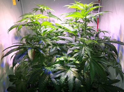 Growreport Bild 5