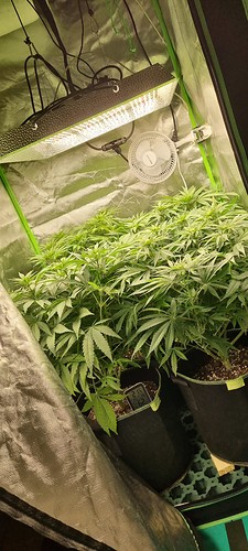 Growreport Bild 3
