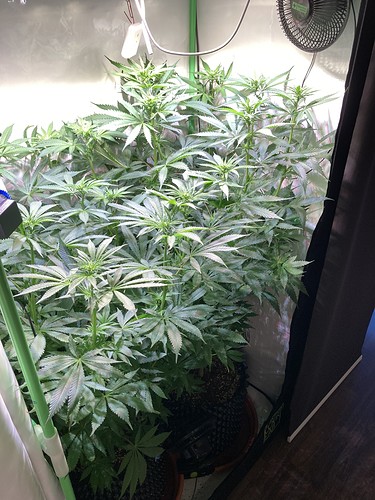 Growreport Bild 1