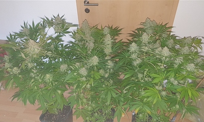 Growreport Bild 9
