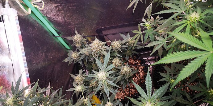Growreport Bild 27