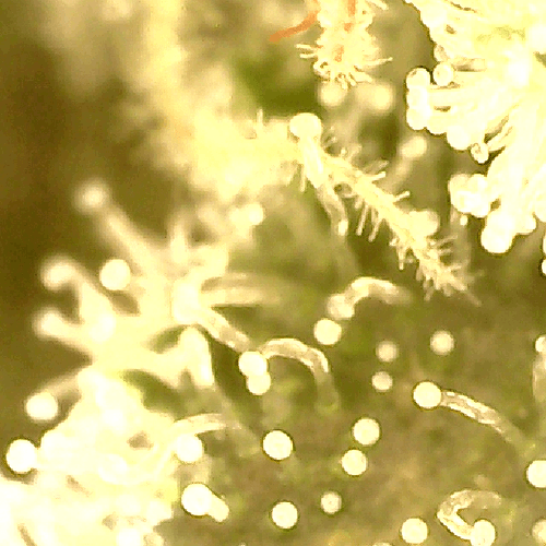 Growreport Bild 13