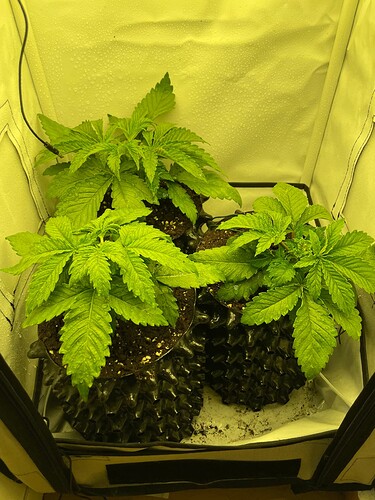 Growreport Bild 27