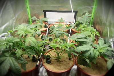 Growreport Bild 16