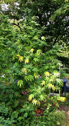 Growreport Bild 22
